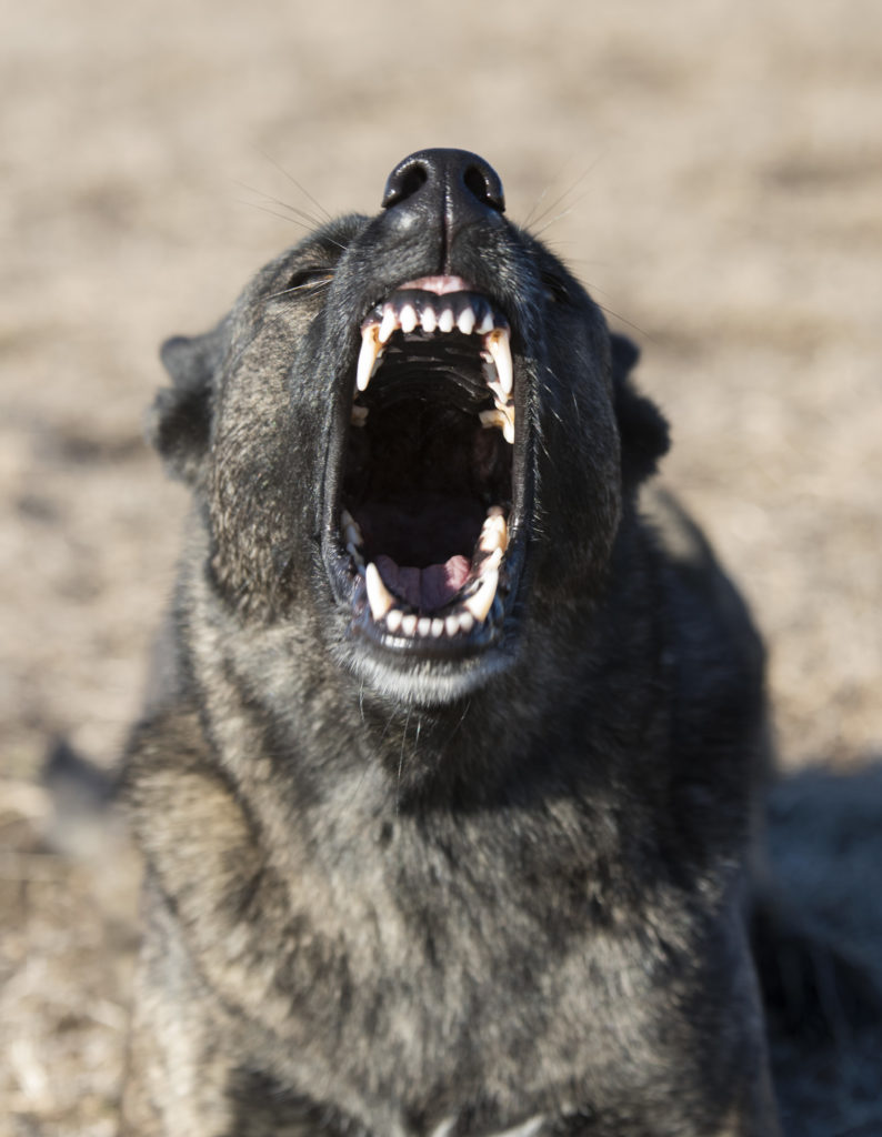 Who Is Liable for Dog Bites - Sodhi Law Group Modesto Ca